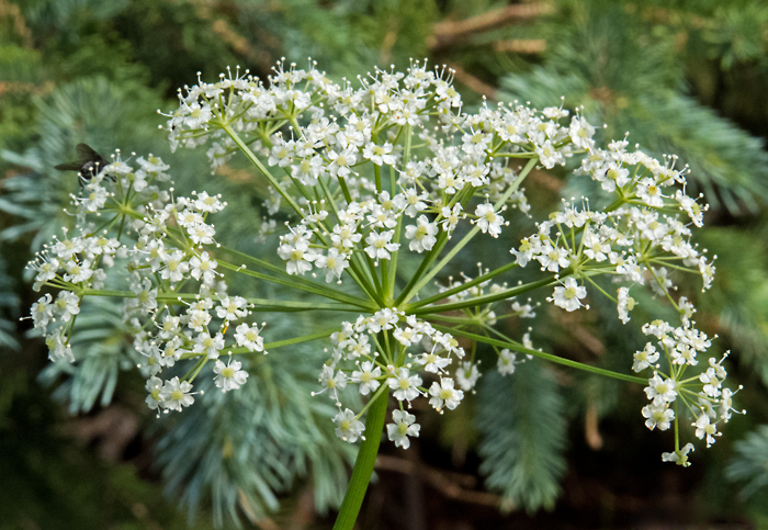 Porter Lovage 1.jpg